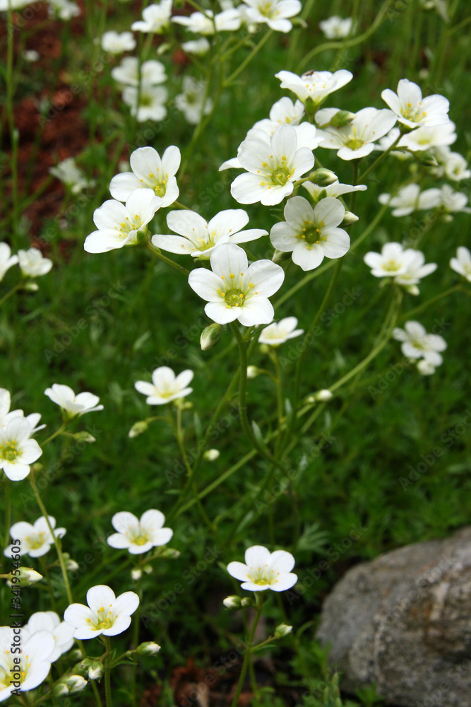 Flowers in the spring garden
Flowers in the spring garden
