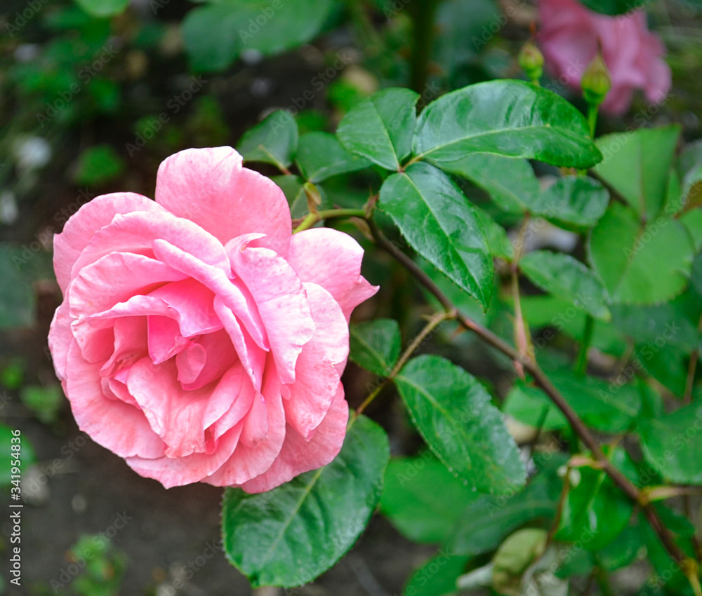 pink rose pink rose