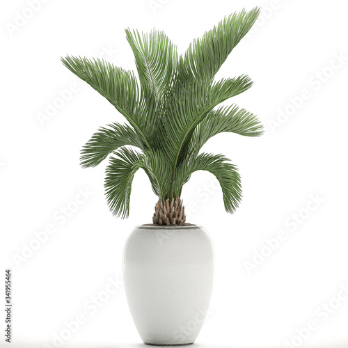 Palm tree in a white pot isolated on white background