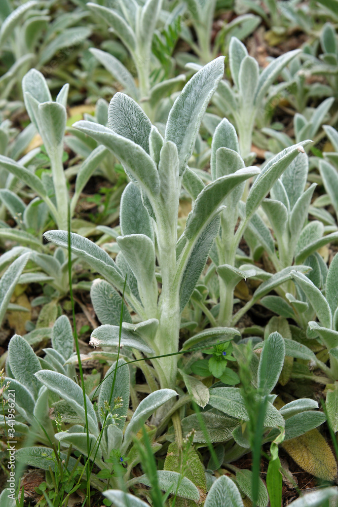 Obraz premium Plants in the spring garden