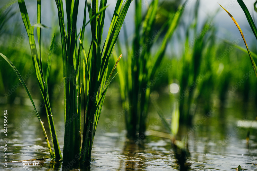 Close up of young green paddy rice field Close up of young green paddy rice field