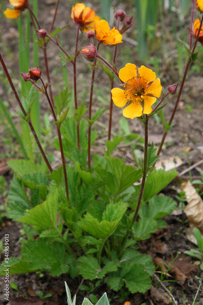 
Flowers in the spring garden