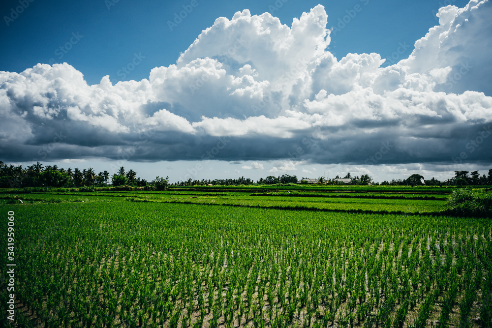 Scenic cloudy sky over rice fields terraces
