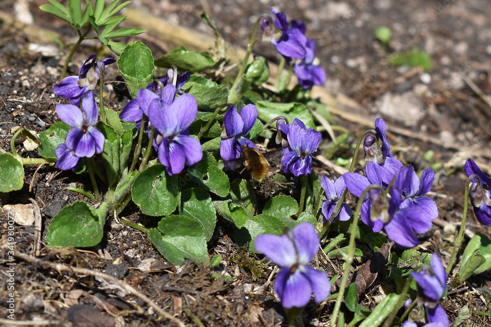 Veilchen, Viola odorata, mit Wollschwärmer im Frühling