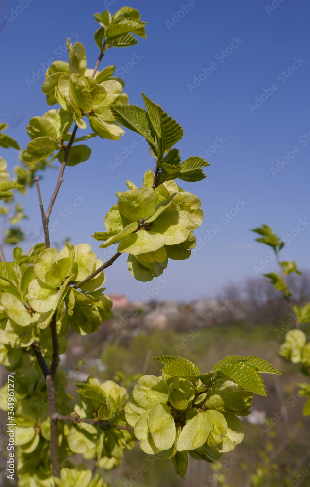 Gray bushes, new live with young light green leaves coming out from twigs. Nature background in the country. Gray bushes, new live with young light green leaves coming out from twigs. Nature background in the country.