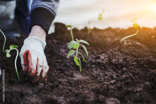 hand planted seedlings of vegetables in the ground 