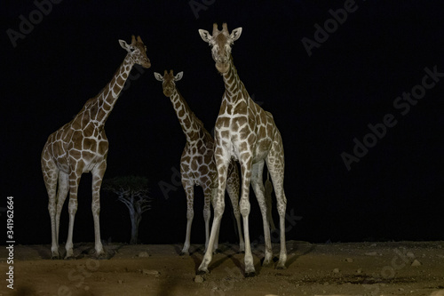 Photography Reticulated Giraffe at night
