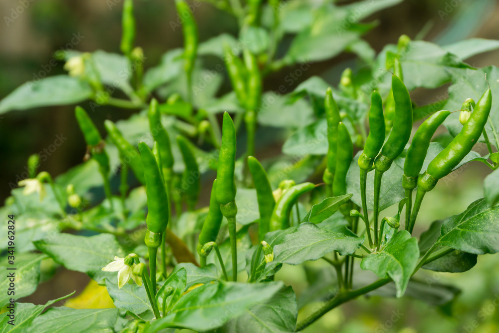 Thai chili, the main spicy ingredient of Thai food Thai chili, the main spicy ingredient of Thai food