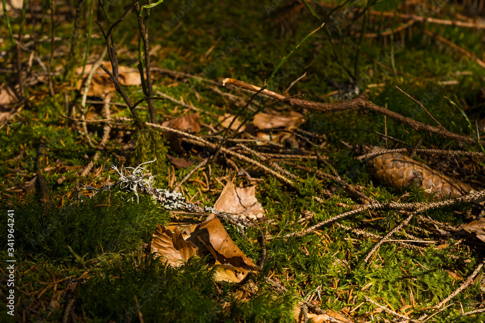 Schwarzwald Wald Baden-Württemberg Natur Schwarzwald Wald Baden-Württemberg Natur