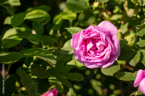 Flowers of dog-rose ,rosehip growing in nature.wild rose blooming in natural environment in spring. Sunny summer day.Happy mothers day card. Sunny weather