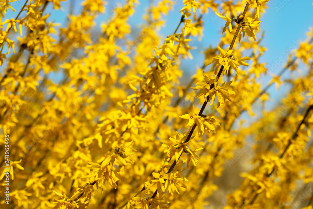Branches with freshly blossoming yellow flowers in front a bright and cloudless blue sky. Bright photos for your flowering design. Branches with freshly blossoming yellow flowers in front a bright and cloudless blue sky. Bright photos for your flowering design.