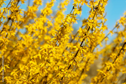Branches with freshly blossoming yellow flowers in front a bright and cloudless blue sky. Bright photos for your flowering design.