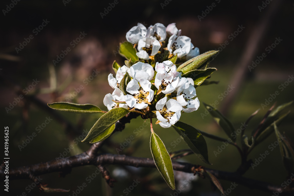 Blossoms of a Pear Tree in Spring Blossoms of a Pear Tree in Spring
