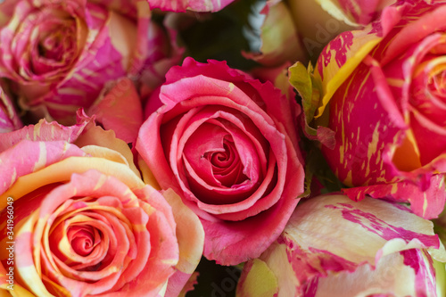 A close up of a flower. High quality photo. Two-tone roses, pink and yellow roses. Macro.