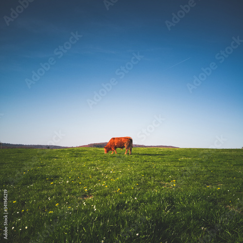 cow in the field © joshua anslt