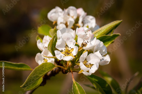 Blossoms of a Pear Tree in Spring