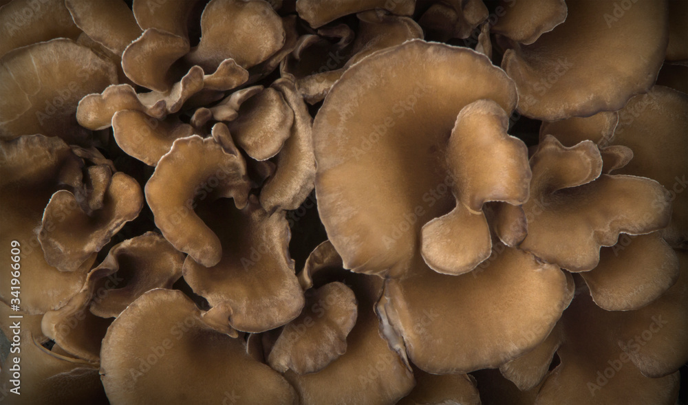 Top view of a bunch of japanese mushrooms. Maitake and Shiitake. 