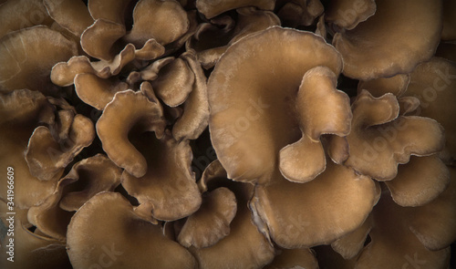 Top view of a bunch of japanese mushrooms. Maitake and Shiitake.  photo