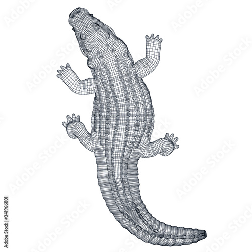 Crocodile polygonal lines illustration. Abstract vector crocodile on the white background