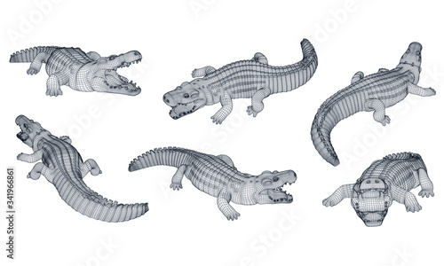 Crocodile polygonal lines illustration. Abstract vector crocodile on the white background