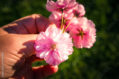 Blossoms of a Japanese Cherry Tree - Sakura Tree