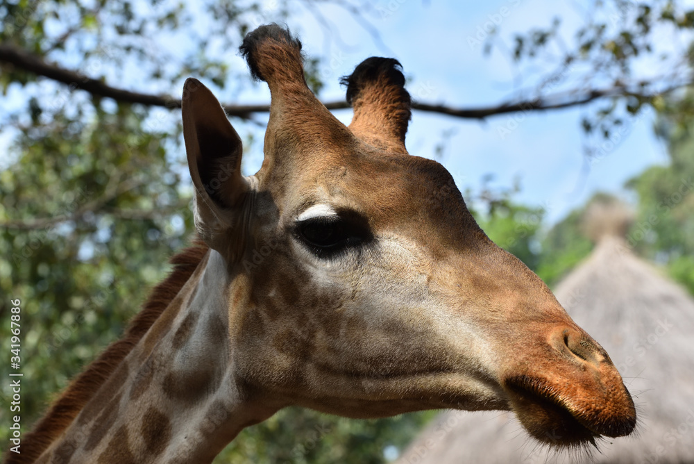 Naklejka premium Close up of cute Giraffe