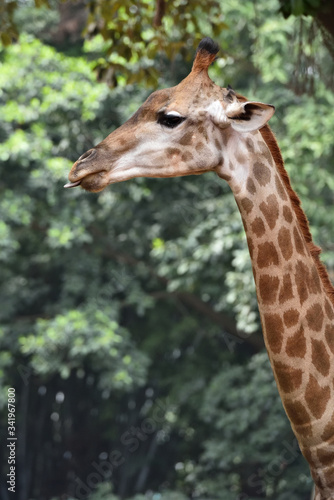 Close up of cute Giraffe