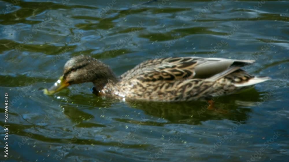 duck floats on water and dives duck floats on water and dives