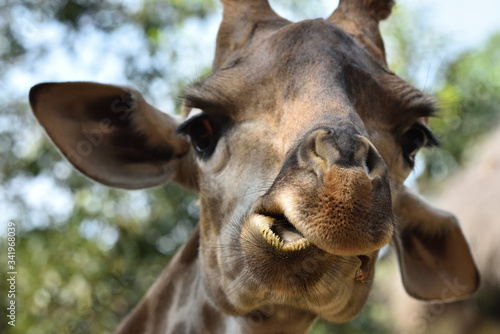 Close up of cute Giraffe