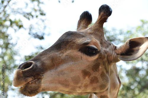Close up of cute Giraffe