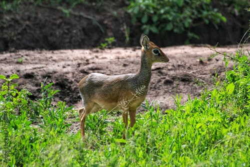white tailed deer in grass