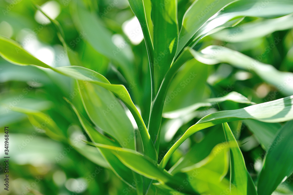 Dracaena braunii or lucky bamboo green foliage,also known as Dracaena sanderiana in high definition. Dracaena braunii or lucky bamboo green foliage,also known as Dracaena sanderiana in high definition.