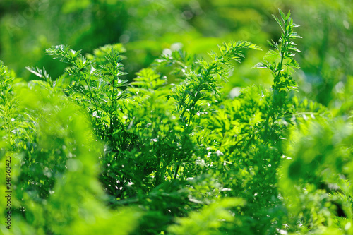 Green carrot plants in growth at vegetable garden