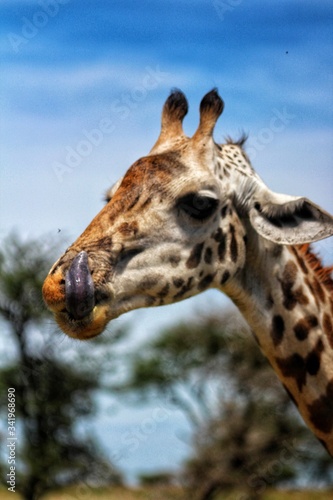 Photography Giraffe