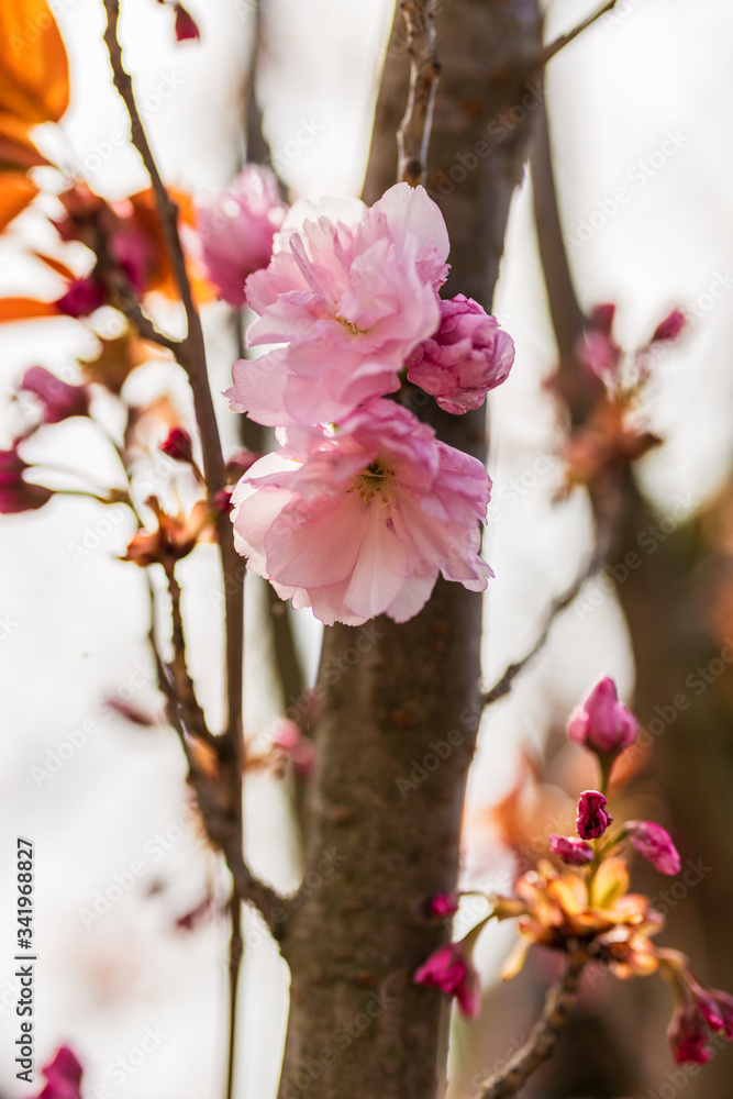 Obraz premium Branch of Prunus Kanzan cherry with pink double flowers and red leaves, close up.