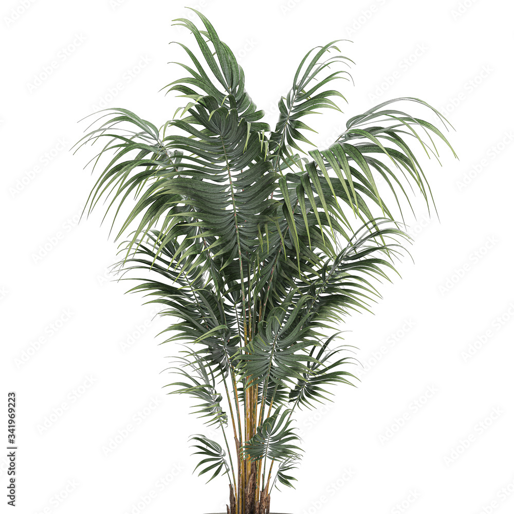 Fototapeta premium Palm tree in a white pot isolated on white background