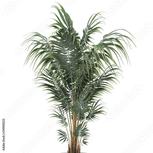 Palm tree in a white pot isolated on white background © Yurii