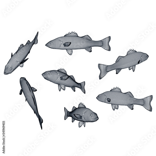 Striped bass fish polygonal lines illustration. Abstract vector fish on the white background © kurtcan