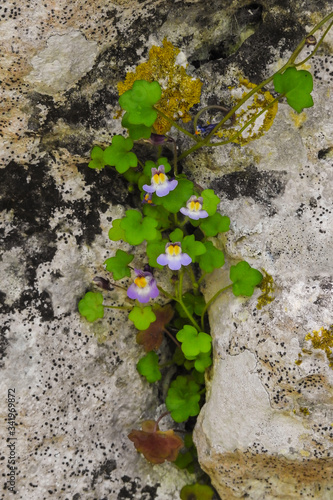 pianta di Cymbalaria muralis tra le rocce in primo piano photo