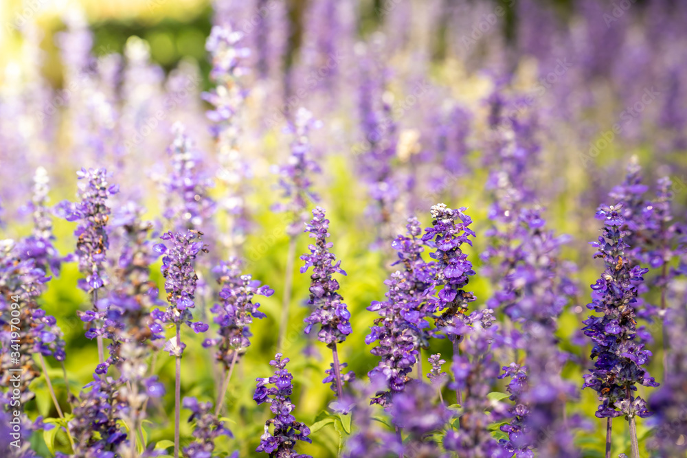 The background image of the colorful flowers The background image of the colorful flowers
