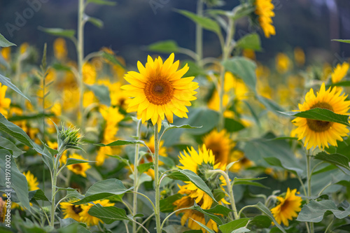 Sunflowers ready to harvest