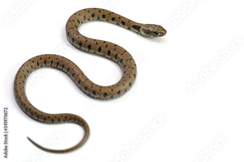 crawling snake isolated on a white background