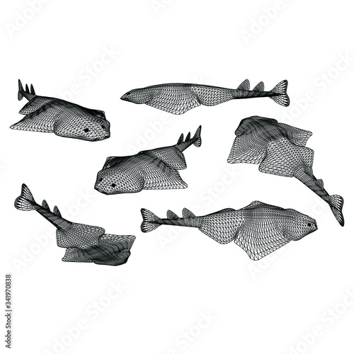angel shark polygonal lines illustration. Abstract vector angel shark on the white background