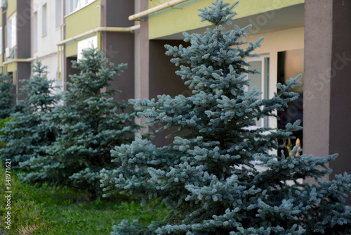 blue spruces decorating a new residential complex