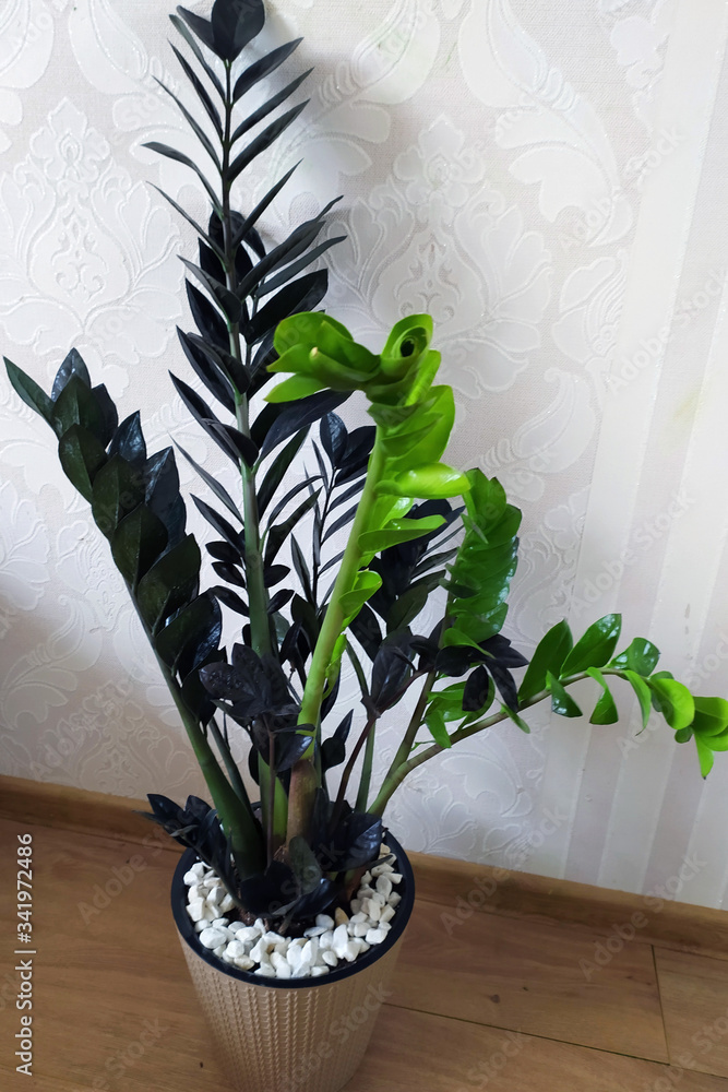 Fototapeta plant with dark green leaves in a ceramic pot
