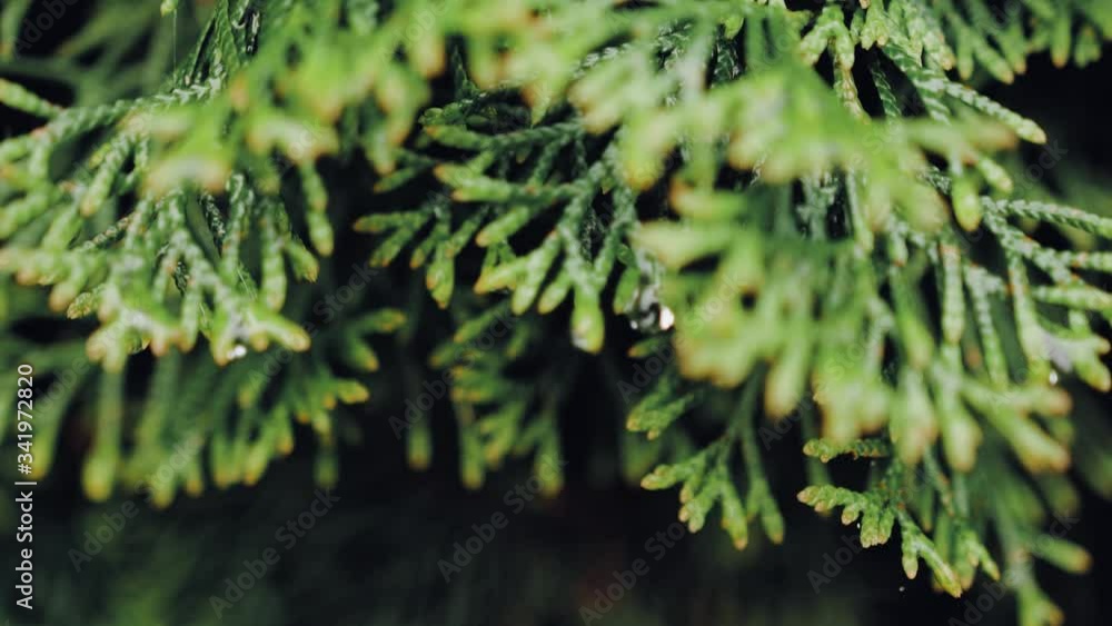 Drops after rain on a green bush Drops after rain on a green bush