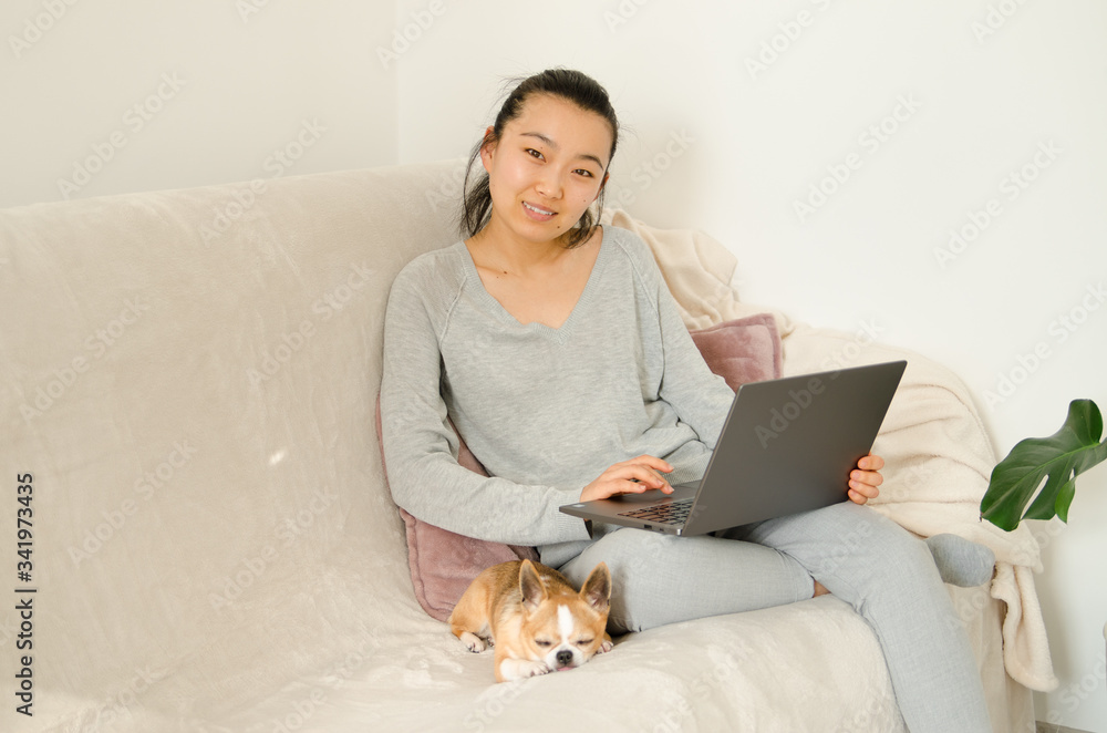 Asian woman dressed in grey shirt and trousers. Young Asian woman working from home while sitting on a sofa. Korean girl using laptop. Girl holding her chihuahua dog Asian woman dressed in grey shirt and trousers. Young Asian woman working from home while sitting on a sofa. Korean girl using laptop. Girl holding her chihuahua dog