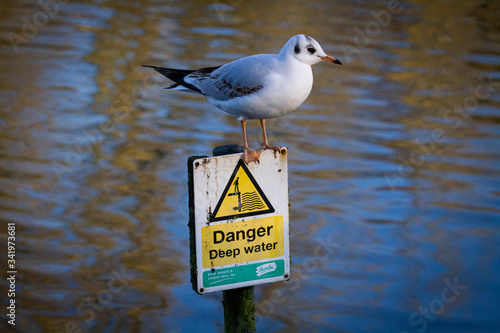 Gull Birds taking caution in Kelsey Park photo