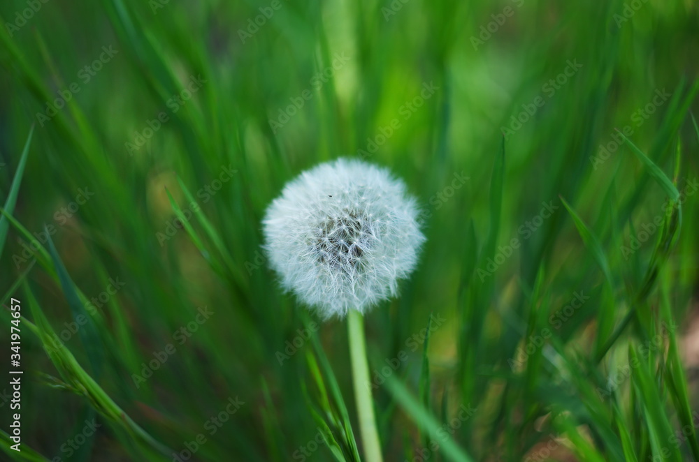 white dandelion with seeds close-up on a spotted blurred green background. dandelion on grass. abstract grassy background. shallow depth of field