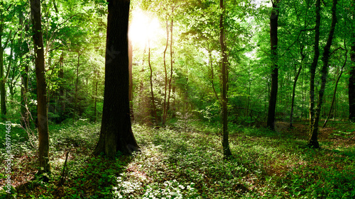 Green forest in summer with bright sun shining through the trees